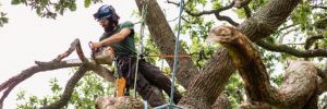 Tree Branch Removal