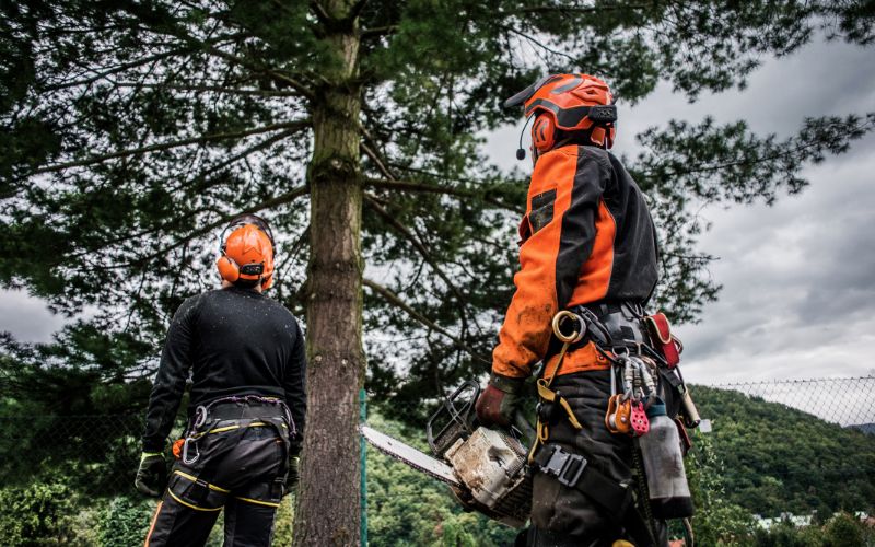 tree climbers getting ready