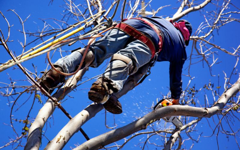 tree service climber trimming tree